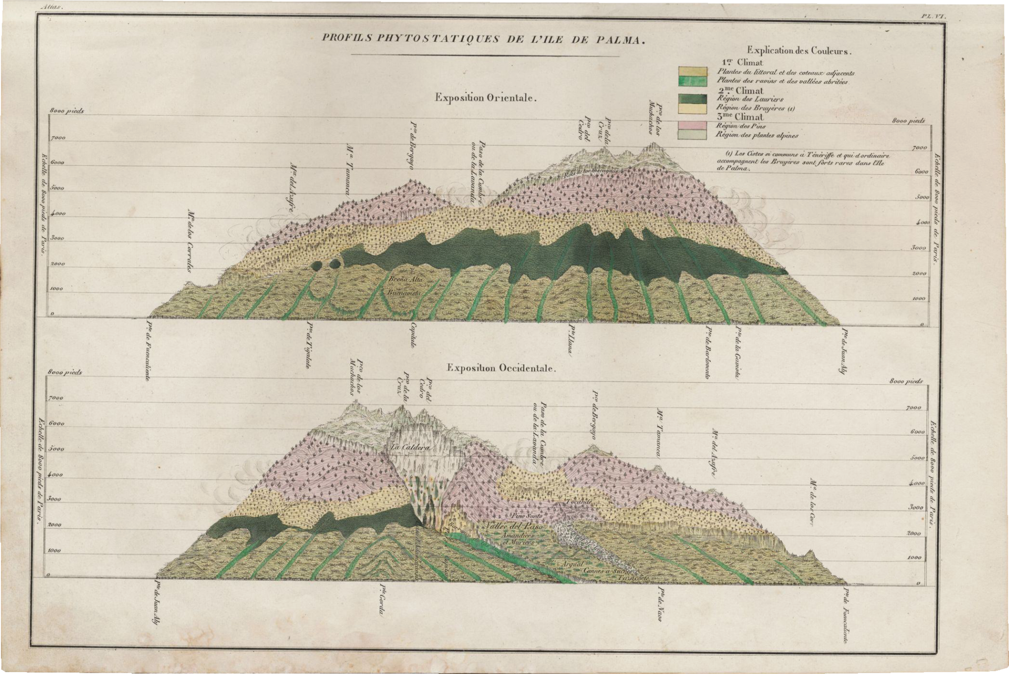 1838 Barker Webb Berthelot Phytogeography Palma