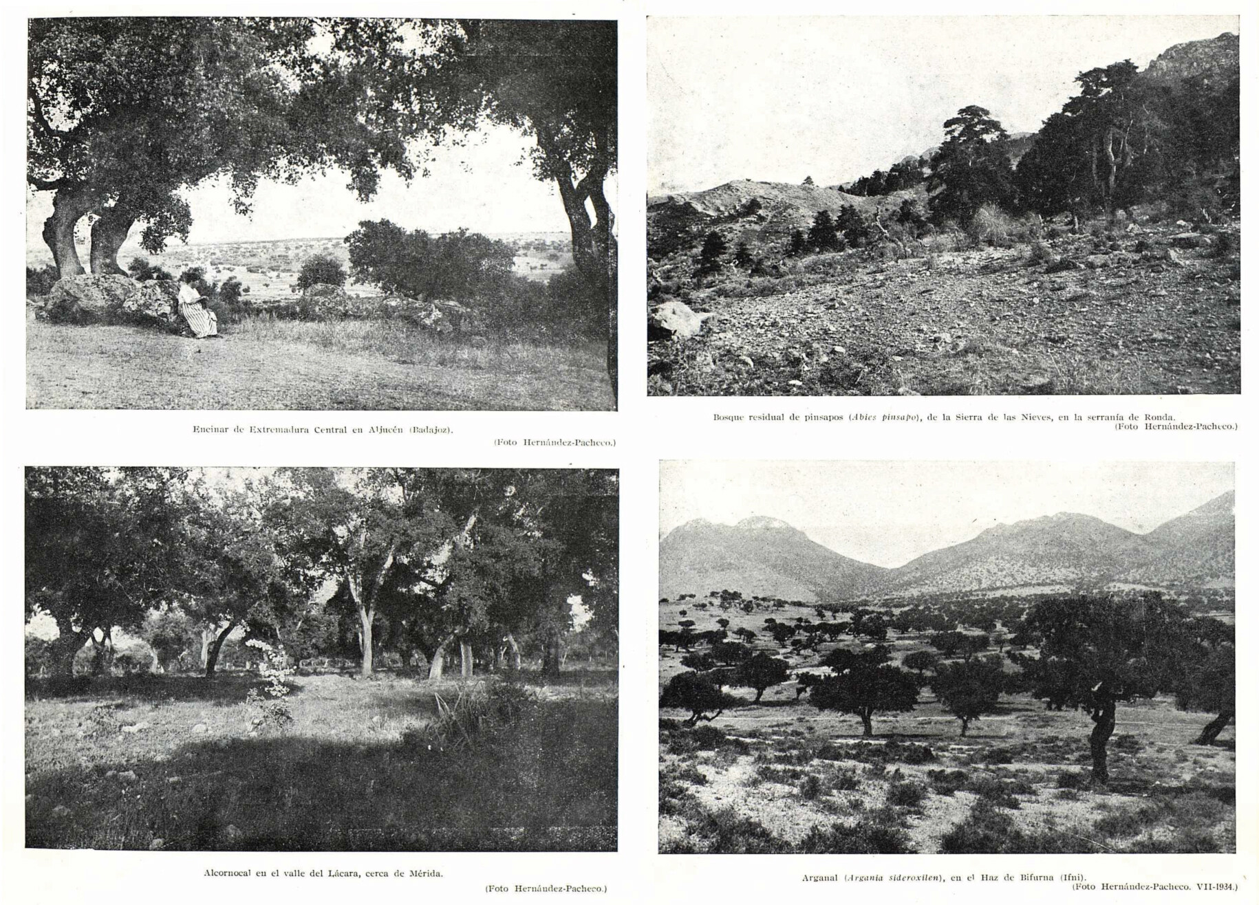 1949 Pacheco similarities Spain Africa