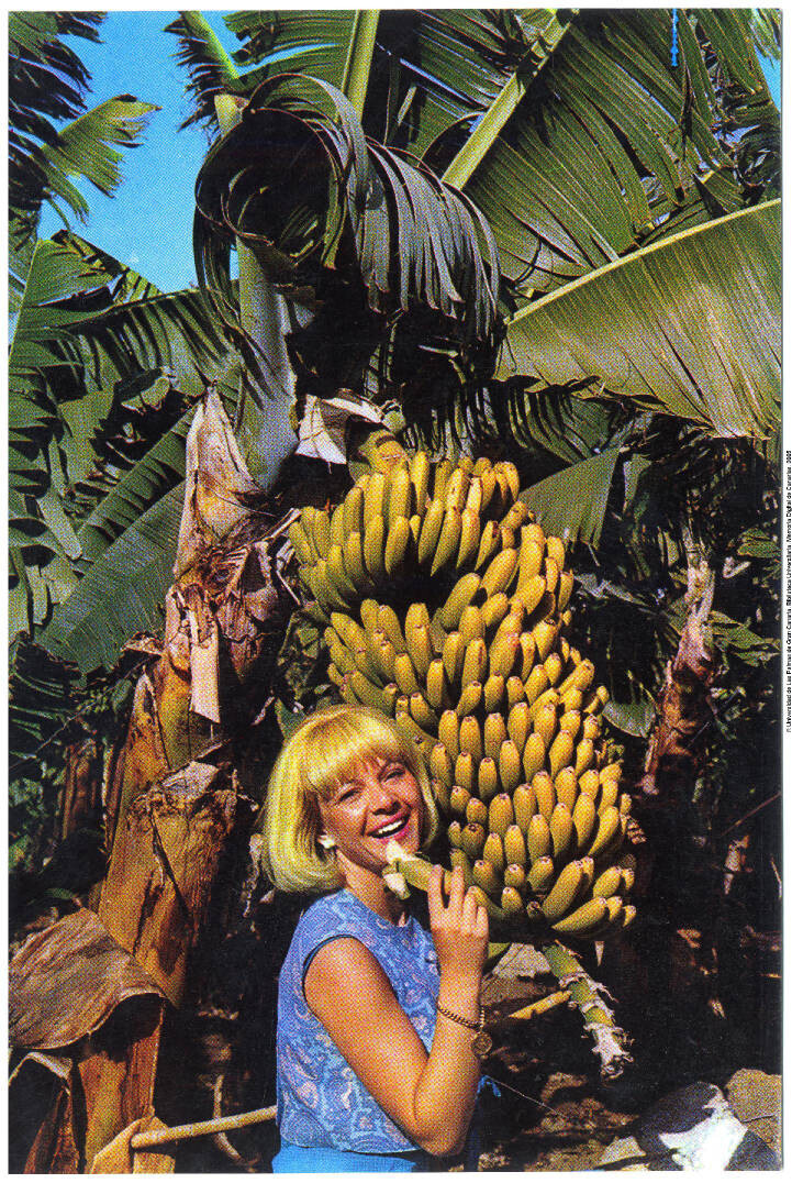 plataneras y bananas 1965