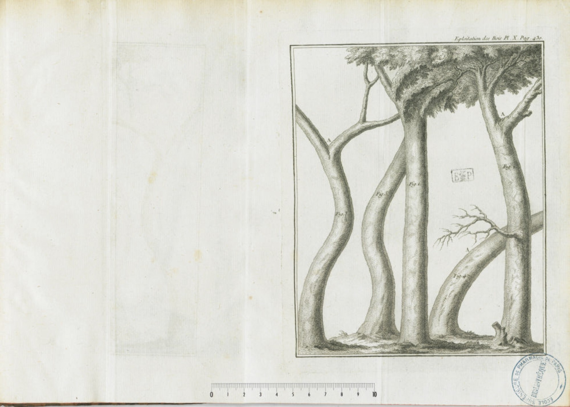 1764 du Monceau exploitation bois
