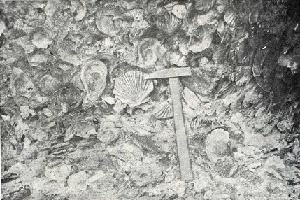 Pacheco-Spanish-Sahara-1