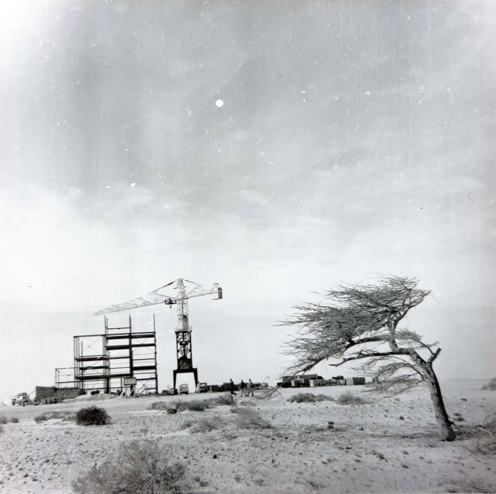 BuCraa tree